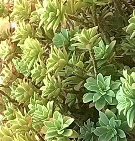 La Rondine * Μιλάνο